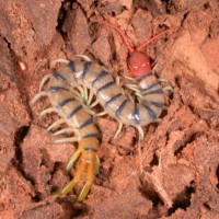 Centipede in Alice Springs