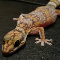 Beautiful Marbled Velvet Gecko